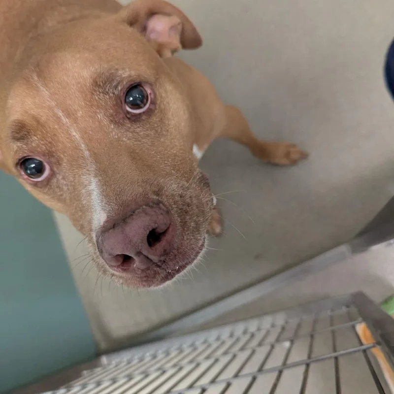 An adult medium-sized male Pit Bull Terrier dog named Harley for adoption in Lynchburg, VA