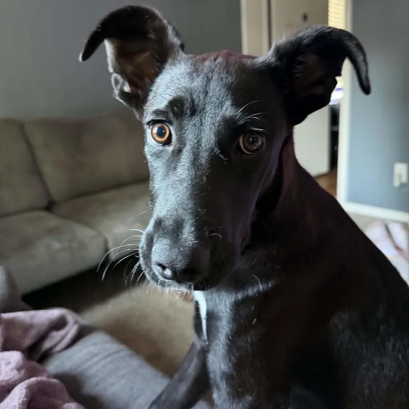 A young medium-sized female Terrier dog named Minnie for adoption in Rock Falls, IL