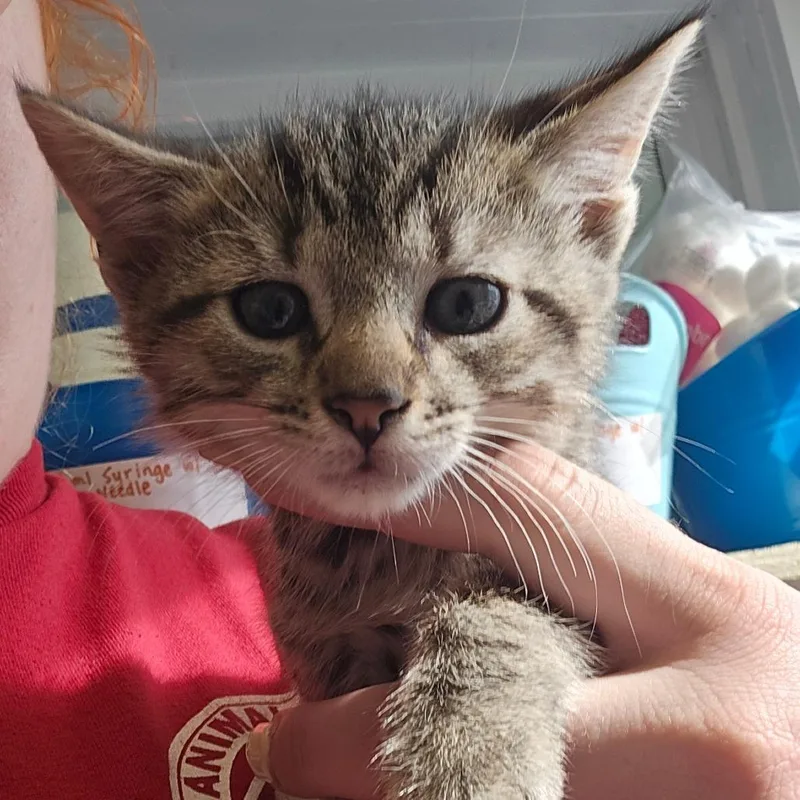 A baby small-sized male Black Domestic Short Hair cat named Potter for adoption in East Smithfield , PA