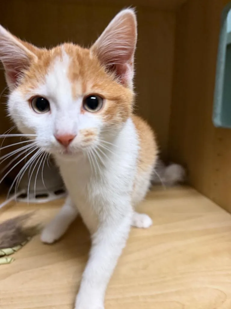 A baby medium-sized male Domestic Short Hair cat named Scotch for adoption in Amery, WI
