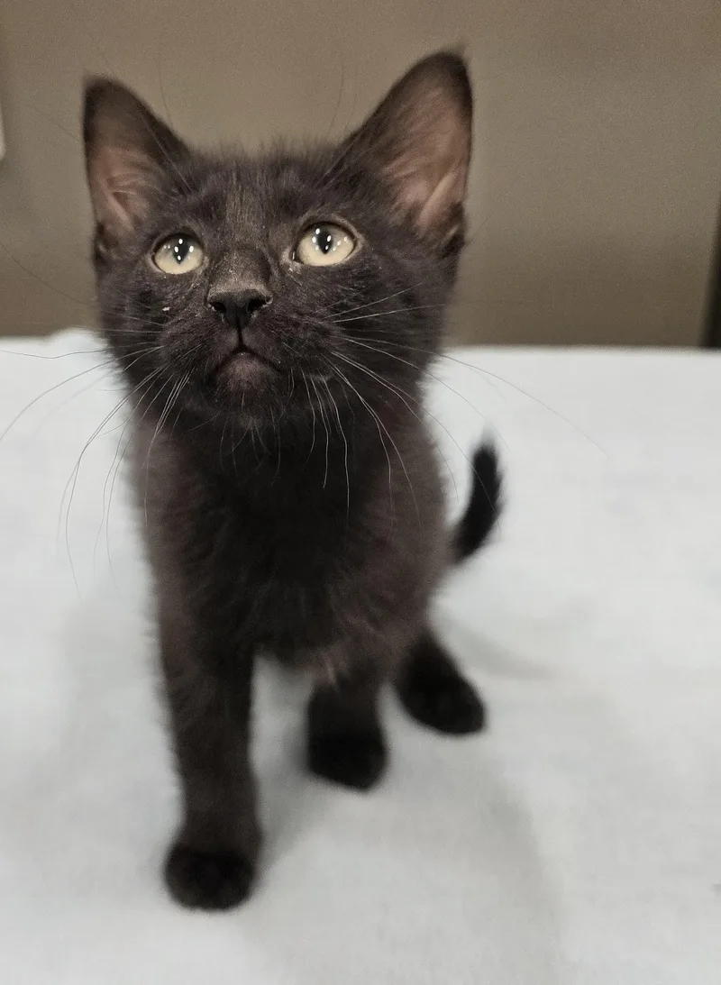 A baby large-sized male Black Domestic Short Hair cat named Lucifer for adoption in Amityville, NY