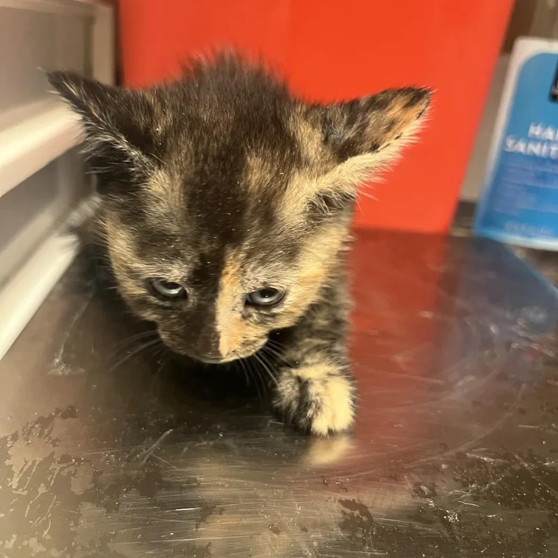 A baby small-sized female Tortoiseshell Domestic Short Hair cat named Ellie for adoption in Columbus, GA