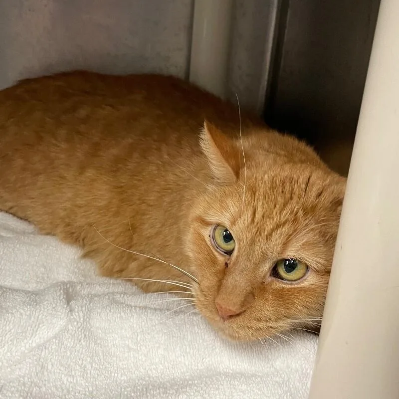 A senior medium-sized male Domestic Short Hair cat named Moe for adoption in Roanoke, VA