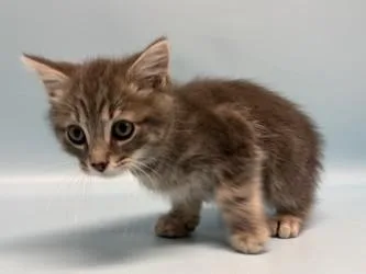 A baby small-sized male Domestic Short Hair cat named Stormy for adoption in Golden Valley, MN