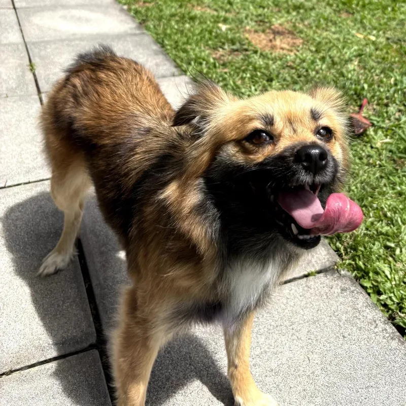 An adult small-sized female Yellow / Tan / Blond / Fawn Terrier dog named Poppy for adoption in Keaau, HI