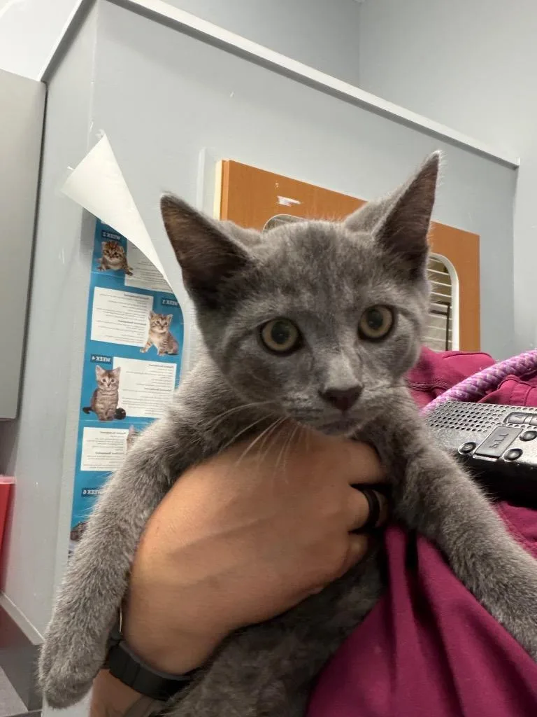 A baby medium-sized male Domestic Short Hair cat named Spirit for adoption in Bloomington, IN