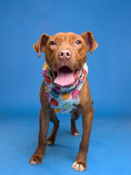 A young medium-sized male Pit Bull Terrier dog named Dr Red for adoption in Atlanta, GA