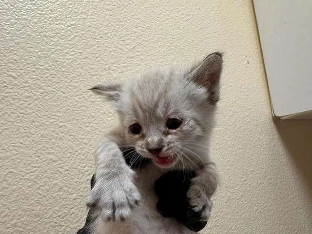 A baby small-sized female Domestic Short Hair cat named Snowball for adoption in Fairfield, CA