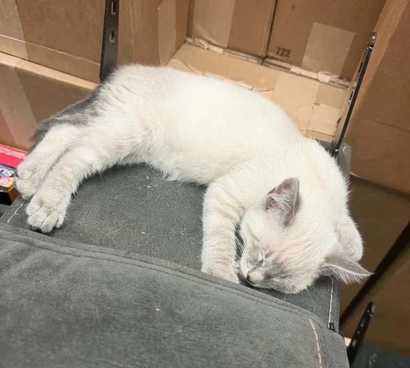 A baby medium-sized male Tabby (Gray / Blue / Silver) Domestic Short Hair cat named Buzz Lightyear for adoption in Overland Park, KS