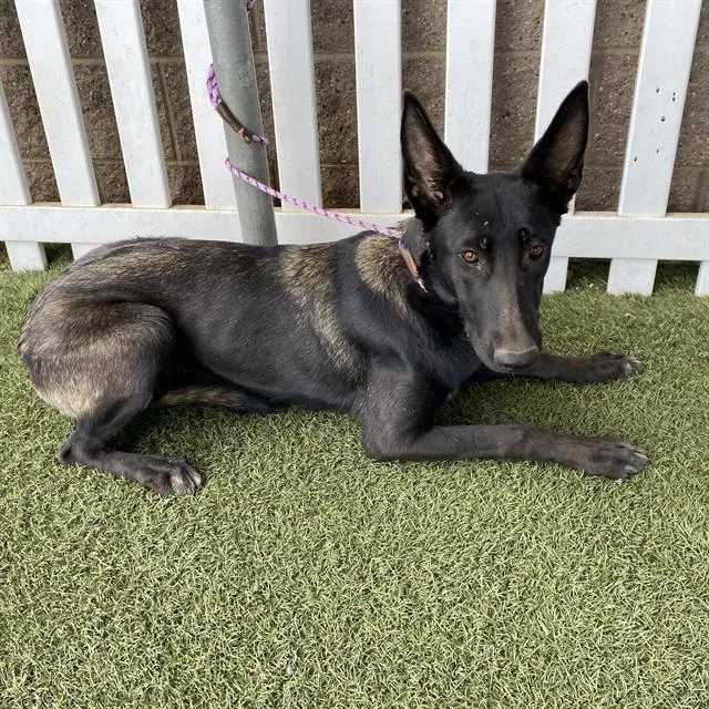 A young large-sized female Belgian Shepherd / Malinois dog named A for adoption in Modesto, CA
