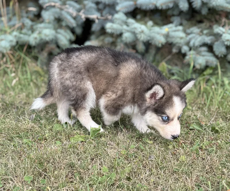 A baby medium-sized female Husky dog named Mulberry for adoption in Iron Ridge, WI