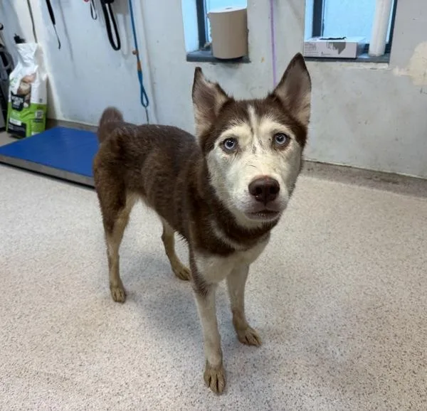 An adult medium-sized female Siberian Husky dog named Roxy for adoption in New York, NY