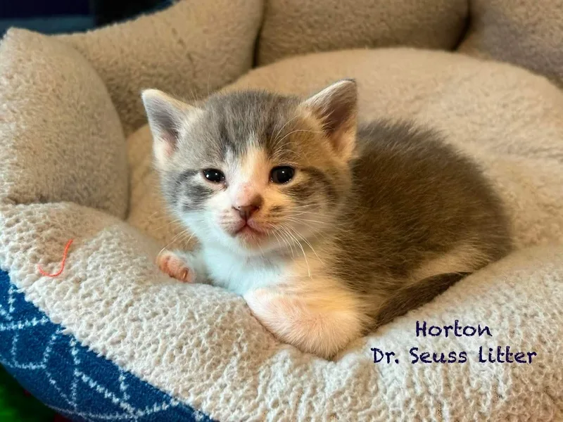 A baby medium-sized male Gray & White Domestic Short Hair cat named Horton for adoption in New Hartford, NY