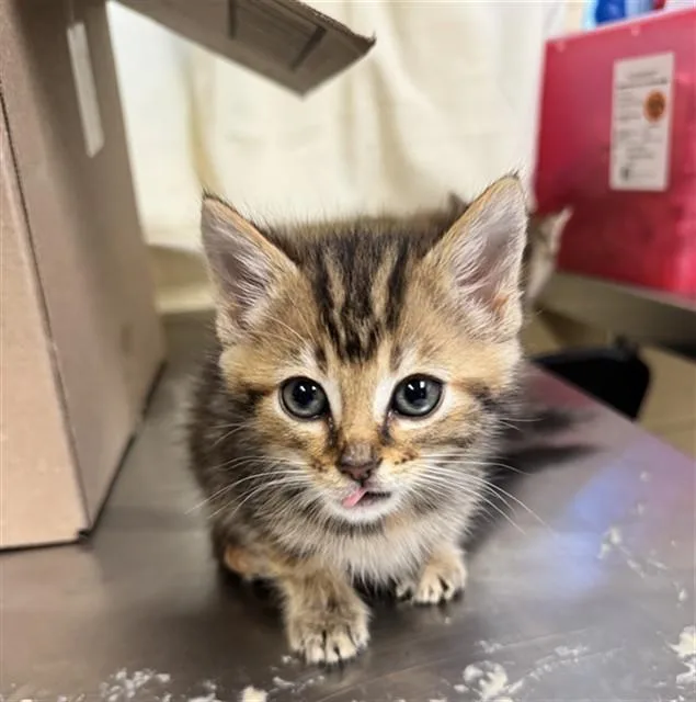 A baby medium-sized female Domestic Short Hair cat named Mealworm for adoption in Cookeville, TN