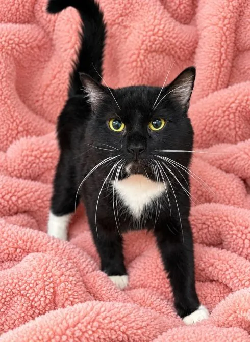 A young large-sized male Domestic Medium Hair cat named Meatball for adoption in Lagrange, IN