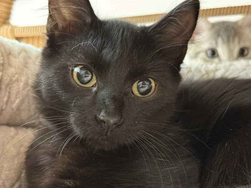 A baby small-sized male Black Domestic Short Hair cat named Owala for adoption in Fort Walton Beach, FL
