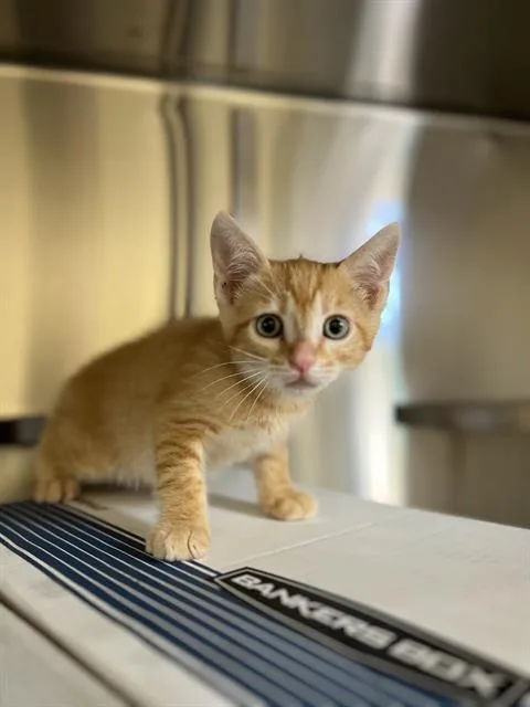 A baby small-sized male Domestic Short Hair cat named Simba for adoption in Chula Vista, CA
