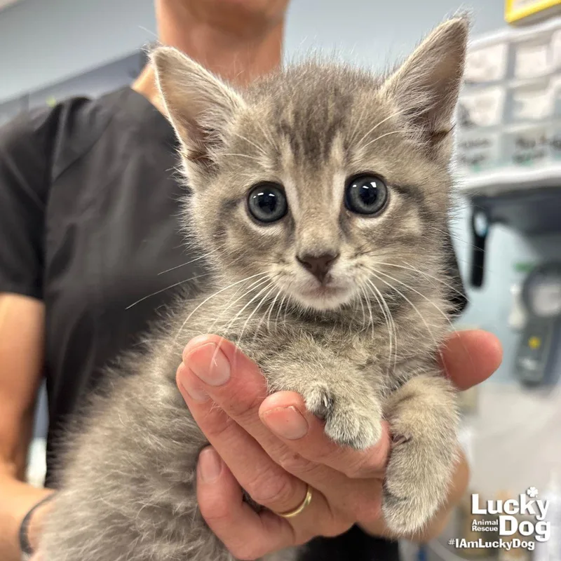 A baby medium-sized female Domestic Short Hair cat named Nola for adoption in Washington, DC