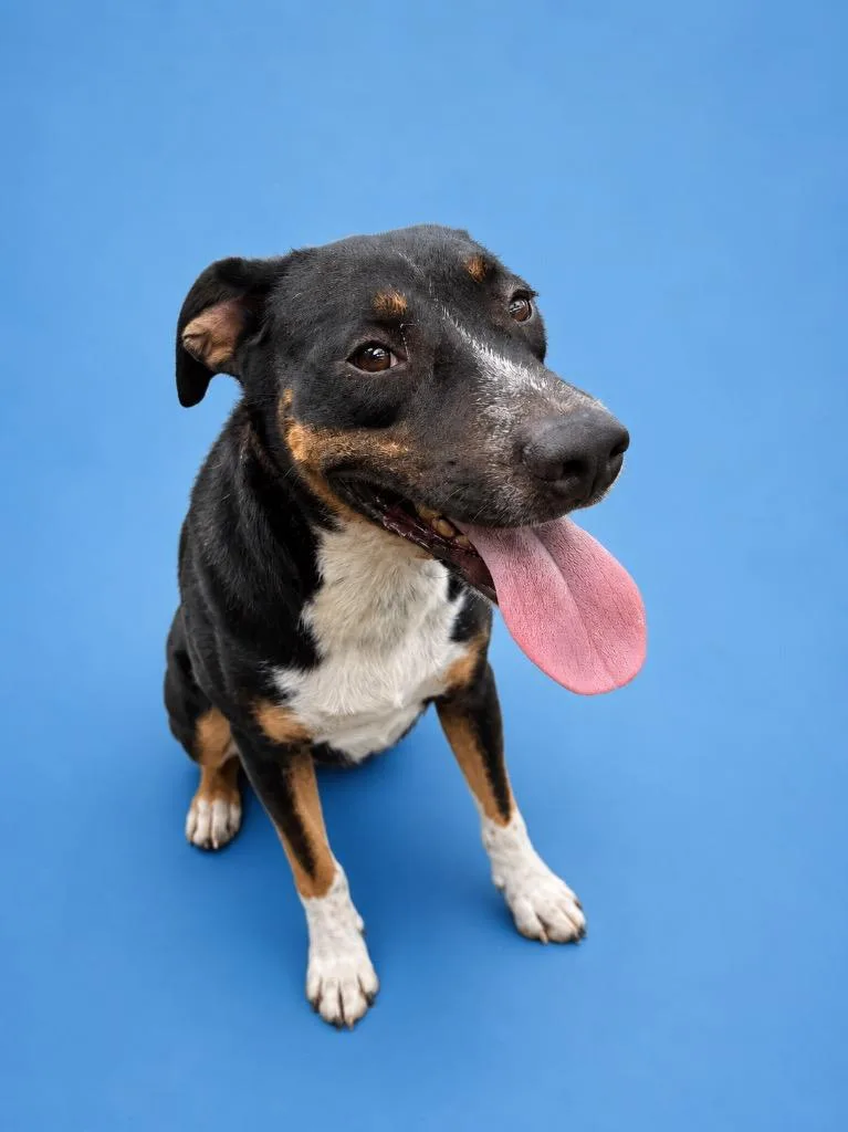 An adult medium-sized male Terrier dog named Smitty for adoption in Wauchula, FL