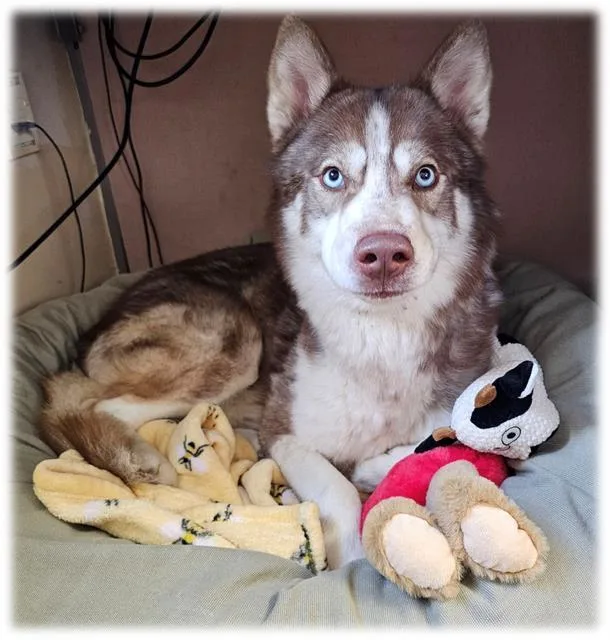 A young medium-sized male Siberian Husky dog named Cyrus for adoption in Frisco, CO