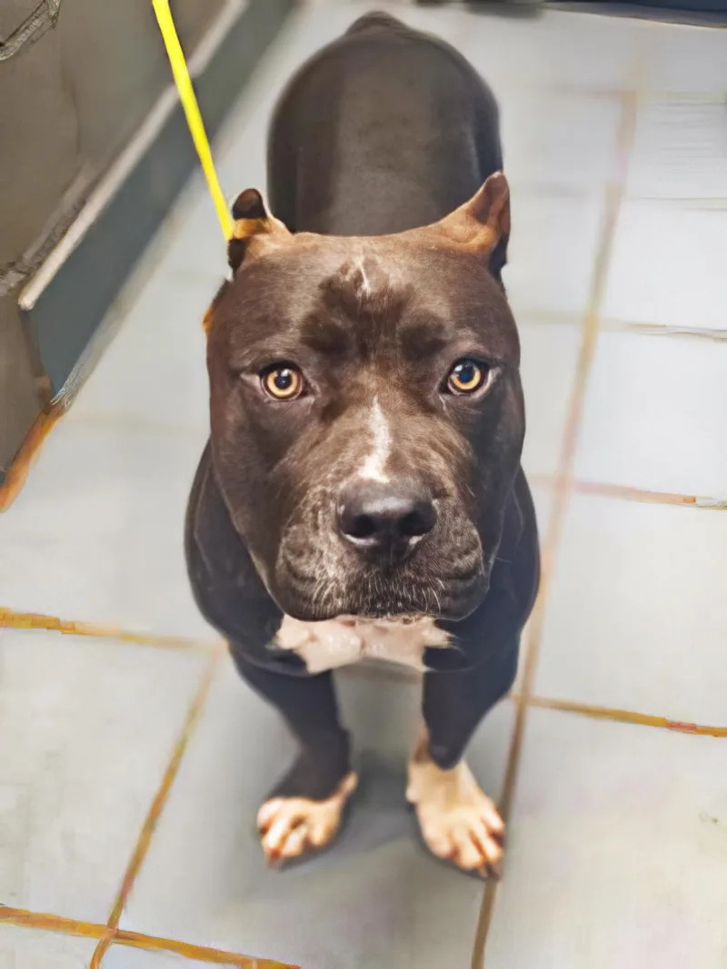 An adult large-sized female Black Mixed Breed dog named Patty Melt for adoption in Nashville, TN