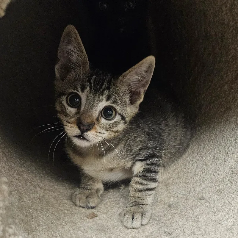 A baby small-sized male Brown / Chocolate Domestic Short Hair cat named Juno for adoption in Grantsville, UT