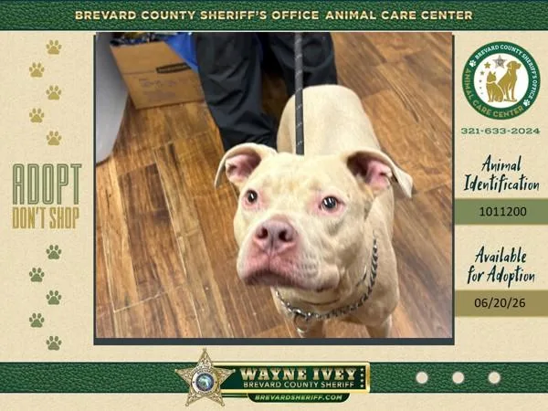 An adult medium-sized male Mixed Breed dog named Marshmallow for adoption in Melbourne, FL
