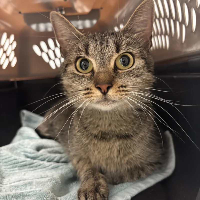 An adult small-sized female Gray / Blue / Silver Domestic Short Hair cat named Clea for adoption in Branford, CT