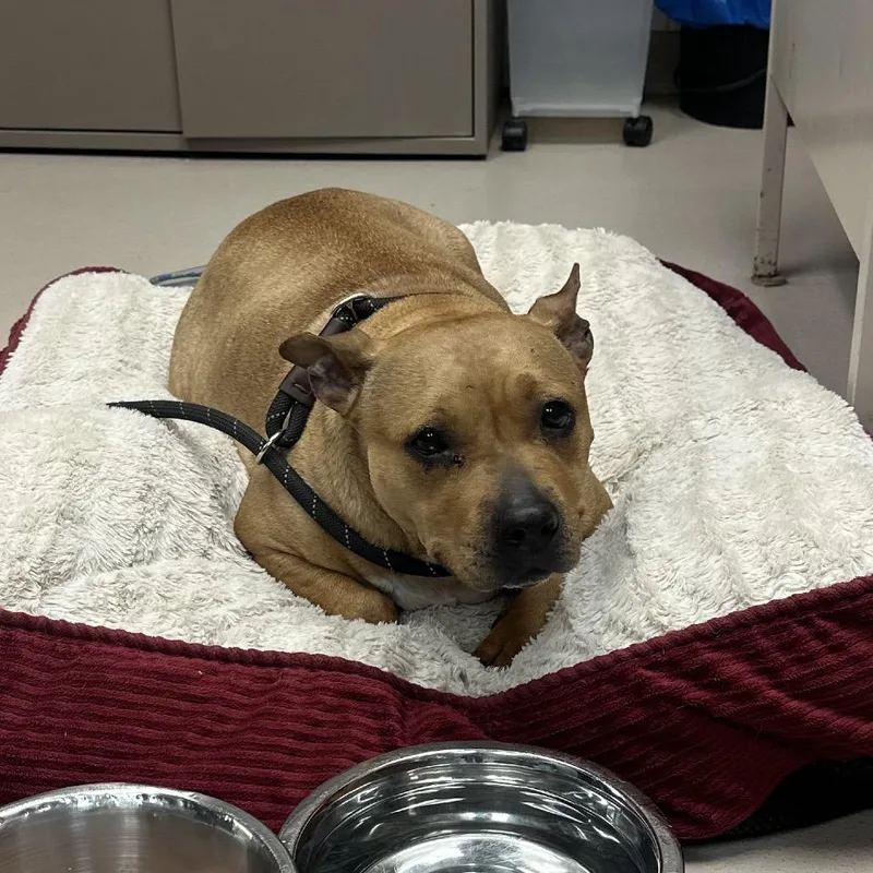 An adult medium-sized female Yellow / Tan / Blond / Fawn Pit Bull Terrier dog named Salami for adoption in Vineland, NJ