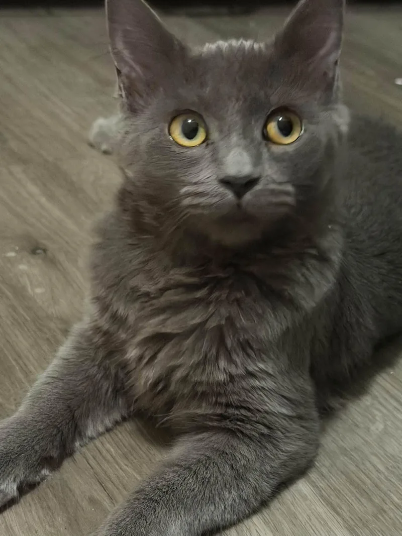 A baby medium-sized female Domestic Medium Hair cat named Nyxie for adoption in Queen Creek, AZ