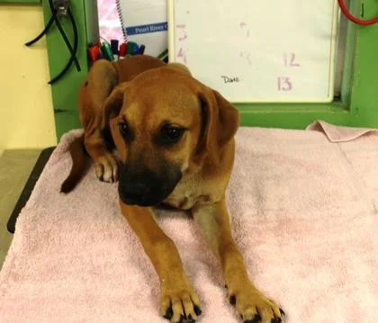 A baby large-sized female Terrier dog named Eggo for adoption in Picayune, MS