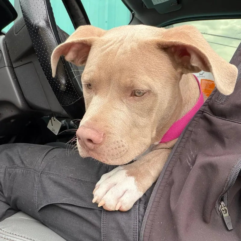 A baby medium-sized male Brown / Chocolate Pit Bull Terrier dog named Rogue for adoption in Galveston, TX