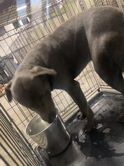 A young large-sized male Pit Bull Terrier dog named A for adoption in Bakersfield, CA