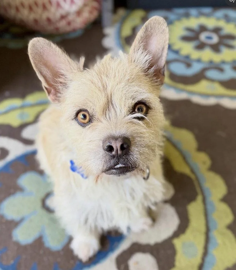 An adult small-sized female Terrier dog named Elsa for adoption in Sunnyvale, CA