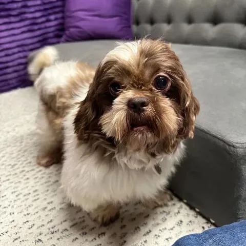 An adult small-sized male Shih Tzu dog named Phillip Meet me on for adoption in Hartland, WI