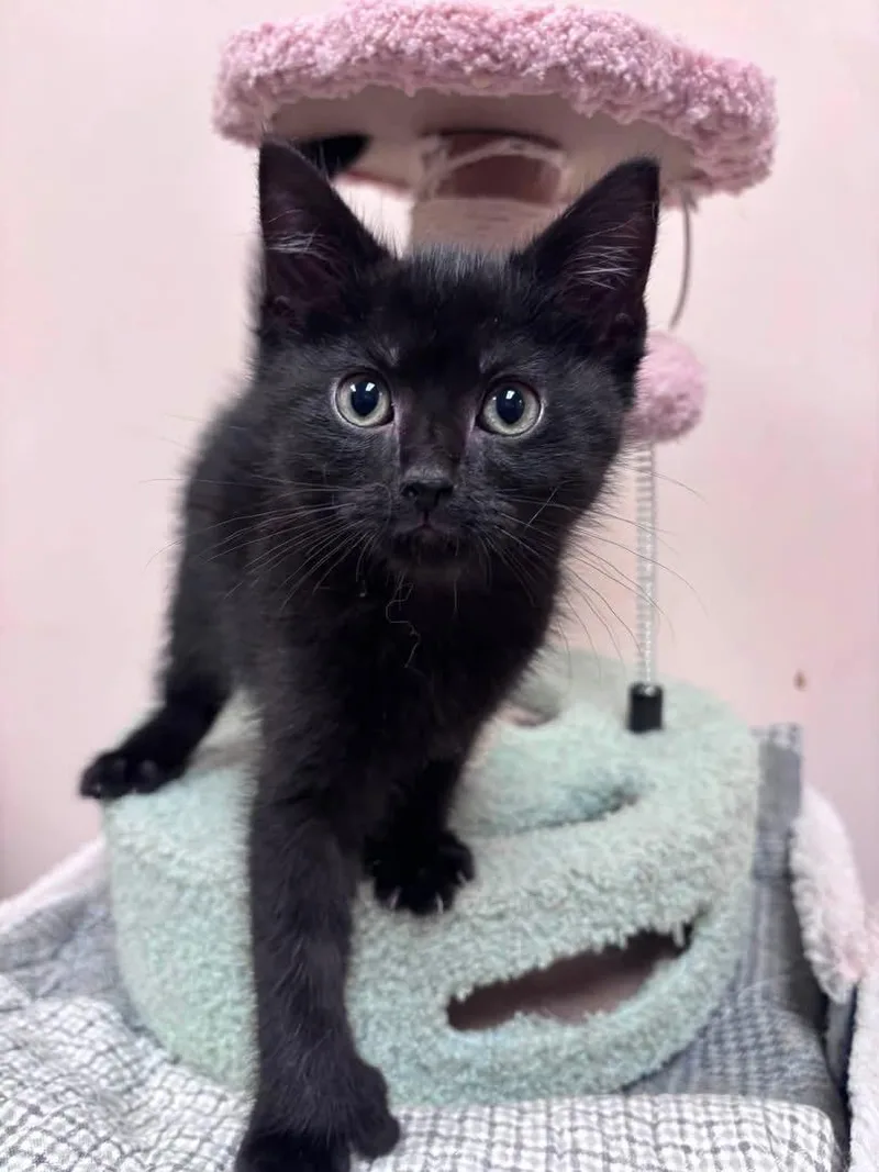A baby medium-sized male Black Domestic Short Hair cat named Woody for adoption in Steger, IL