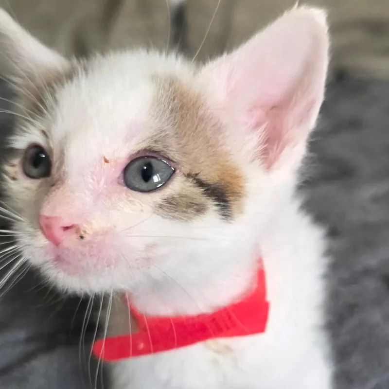 A baby small-sized male White Domestic Short Hair cat named Aniol for adoption in Chicago, IL