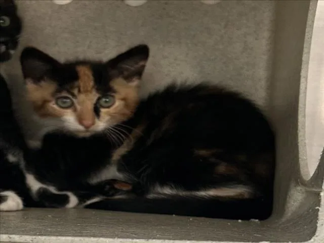 A baby small-sized female Domestic Short Hair cat named Amber for adoption in Norco, CA