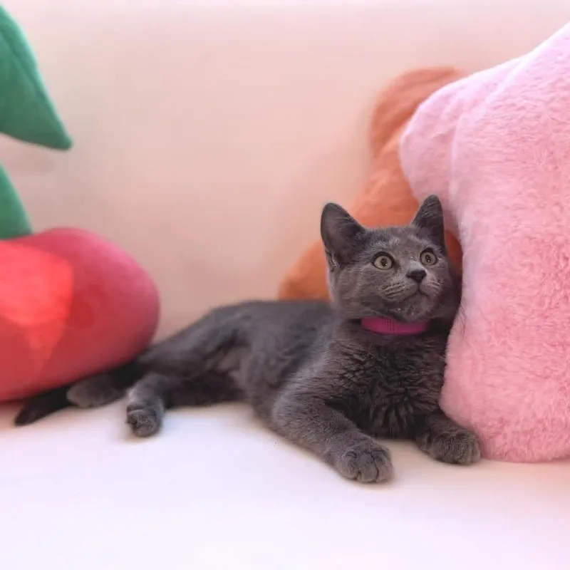 A baby small-sized female Gray / Blue / Silver Domestic Short Hair cat named Gina for adoption in Forest Park, IL