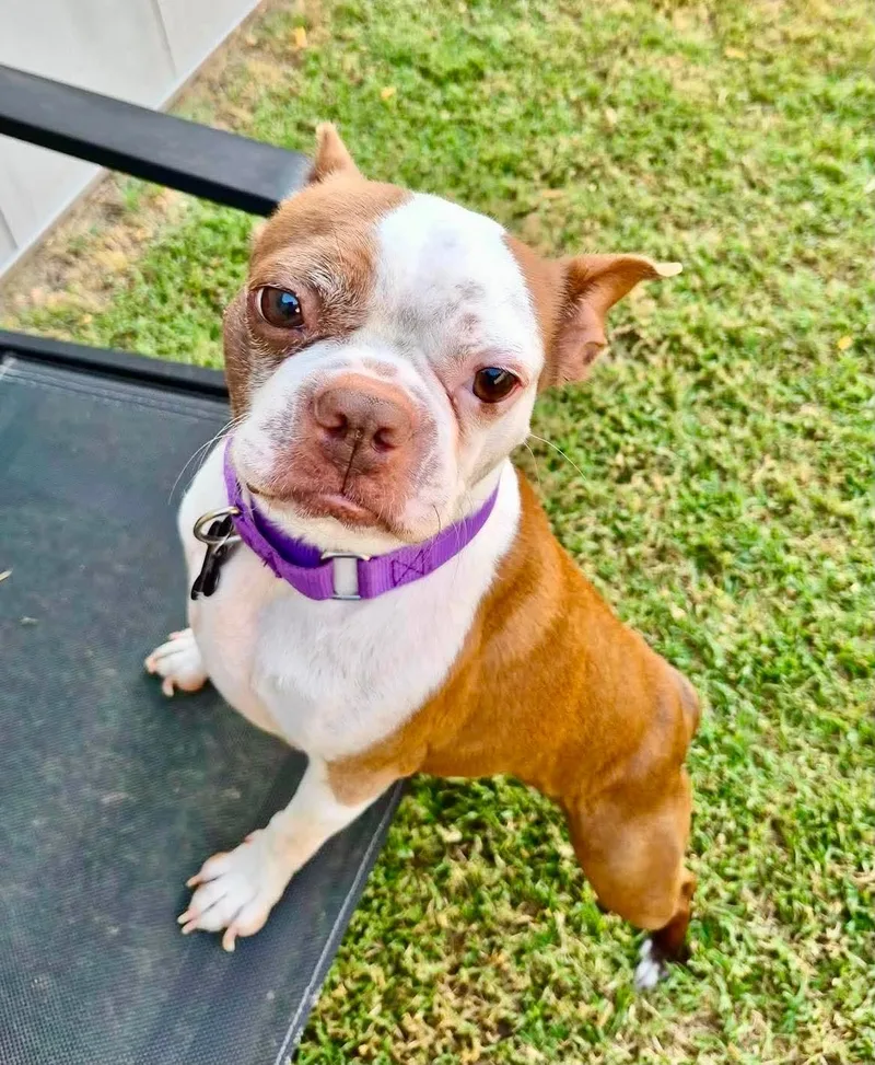 Nova