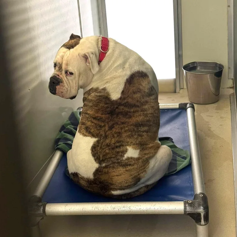 An adult extra large-sized female American Bulldog dog named Rosie for adoption in Phoenixville, PA