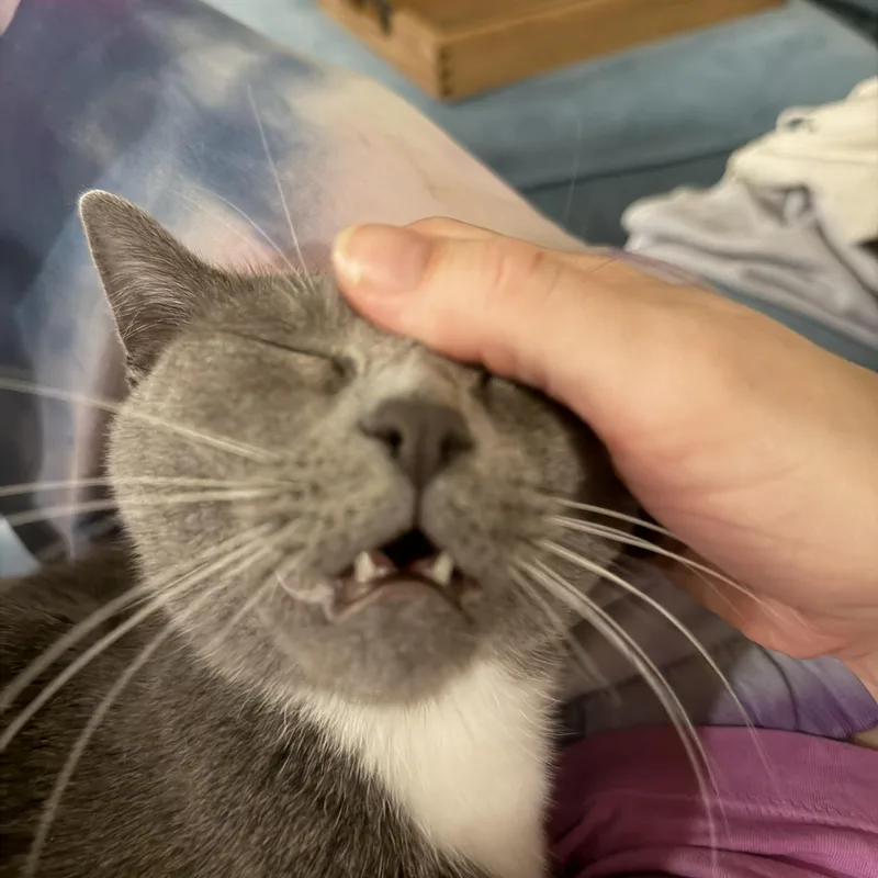 A young medium-sized female Gray & White American Shorthair cat named Miu Miu for adoption in Houston, TX