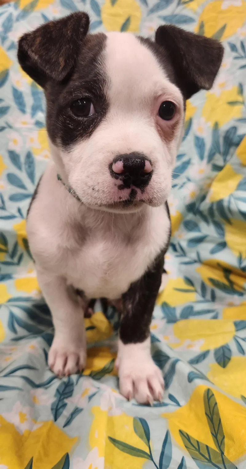 Nyla Taking Applications Only thumbnail 2