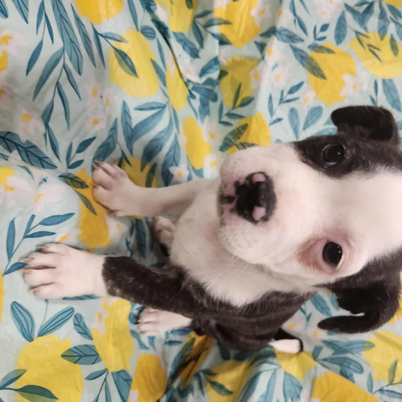 Nyla Taking Applications Only thumbnail 3