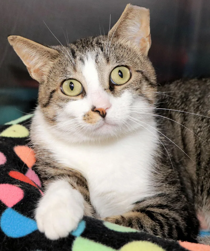 A young medium-sized male Tabby (Brown / Chocolate) Domestic Short Hair cat named Woody for adoption in Cincinnati, OH