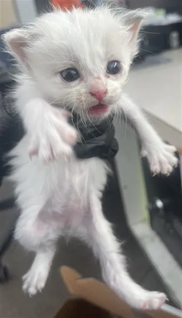 A baby medium-sized female Domestic Short Hair cat named Sage for adoption in Dallas, TX