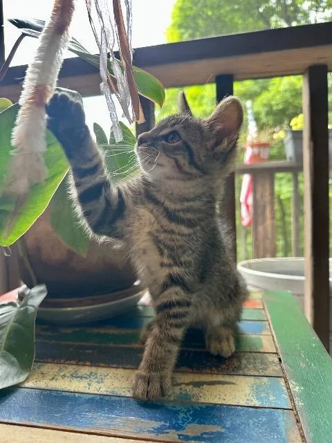 A baby medium-sized male Domestic Short Hair cat named Moses for adoption in Johnson City, TN