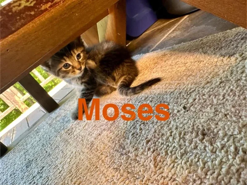 Moses thumbnail 3