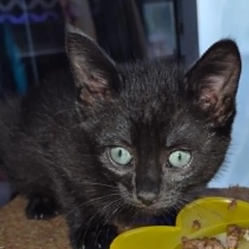 Elvira