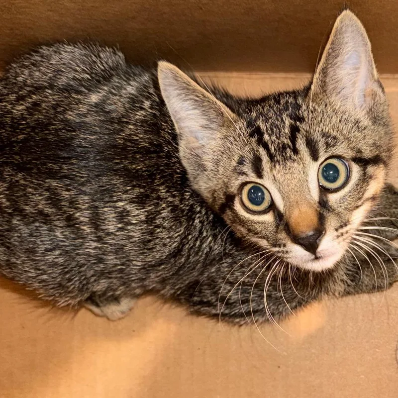 A baby small-sized male Gray / Blue / Silver Domestic Short Hair cat named Moss for adoption in Tampa, FL